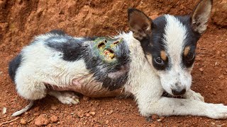 Amazing transformation of sick dog  rescue dog before and after😱 [upl. by Yniatirb217]