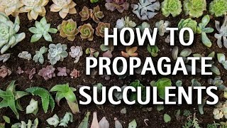 How to Propagate Succulents [upl. by Debera]