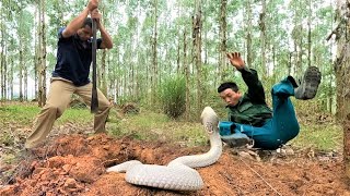 Suffocation 2 brave hunters confront a group of strange king cobras in the forbidden forest [upl. by Freudberg9]