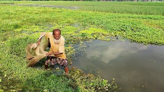 Amazing Cast Net Fishing  Village Cast Net Fishing Video  Traditional Net Fishing Video [upl. by Gabe]