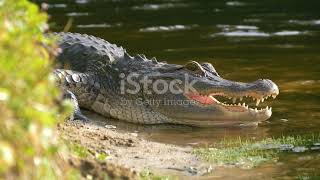 Crocodiles vs Alligators whats the difference [upl. by Revolc]