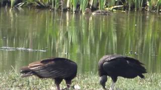 Jote de cabeza negra y Jote de cabeza colorada comiendo carroña AVES DE CHILE [upl. by Ylatan]