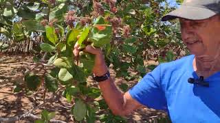 CAJUEIRO SEM PRODUZIR FRUTOcajueiro vidanaroça velho plantas [upl. by Namyac]