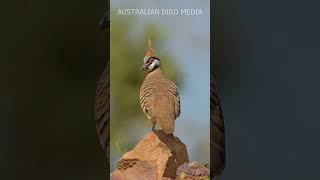 Spinifex Pigeon 4K shorts birds birdlifeaustralia nature cutebirds [upl. by Hough955]