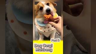 Dog Corgi Mukbang  tập 3 viral pets dog funny corgi animals dogshorts shorts [upl. by Hen]