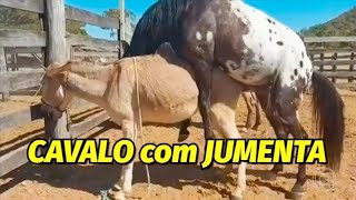 Quando o CAVALO CRUZA com uma JUMENTA o que acontece [upl. by Lucie]