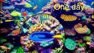 Preparing for my new reef tank build series with coral and fish How I Set Up My Marine Aquarium [upl. by Ledeen619]