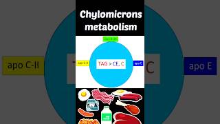 Chylomicrons metabolism chylomicrons chylomicronmetabolism shortsfeed lipoproteinmetabolism [upl. by Cyrillus145]