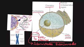 Cromatina y Cromosomas [upl. by Brout]