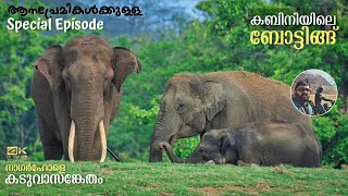 Kabini Boat Safari  JLR Package Ep 2  Elephant Special Story [upl. by Onifur454]