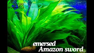 How To Grow Emersed Amazon Sword Step By Step Guide [upl. by Evalyn]