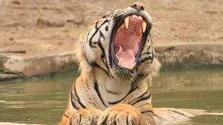 Tiger Yawning [upl. by Columbus]