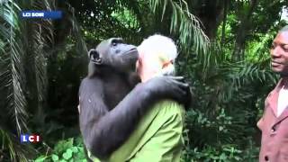 Le magnifique moment du relâcher de la chimpanzé Wounda par Jane Goodall vu par LCI TF1 NEWS [upl. by Dasha479]