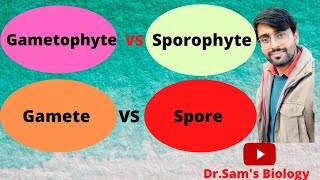 Difference between Gametophyte Sporophyte Gamete and Spore in Plants [upl. by Brittne]