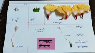 Dissection of Hibiscus flower [upl. by Leibarg339]