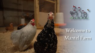 Welcome to Mantel Farm [upl. by Arriaes]