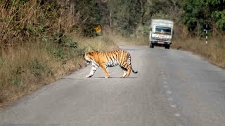 Tiger Reserve safari Srisailam forest Nallamala Forest [upl. by Sancho]