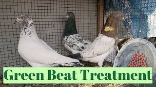 Sabz Beat Ka Illaj Best Treatment  Hashim Mahmood Pigeons [upl. by Citarella795]