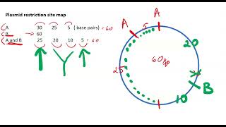 Mapping restriction sites on Plasmid DNA  tutorial 1 [upl. by Chastity]