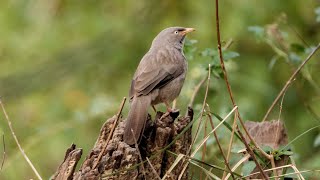 Jungle Babbler and its call [upl. by Hakon]