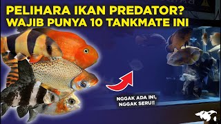 10 TANKMATE UNTUK IKAN PREDATOR SUPAYA TANK LEBIH RAME DAN BERSIH [upl. by Nostrebor188]