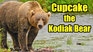 Cupcake the Kodiak Brown Bear – Alaska Bears  Behind the Scenes [upl. by Assenev181]