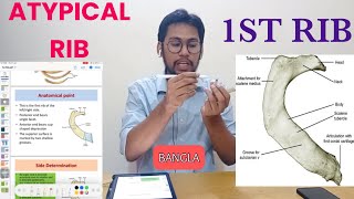 First Rib Anatomy Bangla  Atypical Ribs [upl. by Blynn]