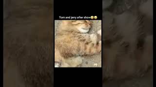 Tom and Jerry after show🤣😂 shorts tomandjerry trending viralvideo [upl. by Norval]