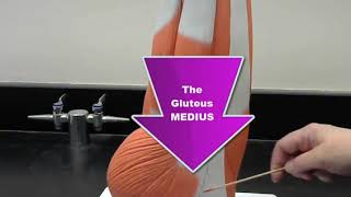 review ANATOMICAL MODEL of the LEG MUSCLES for practical exam anatomy and physiology [upl. by Novad]