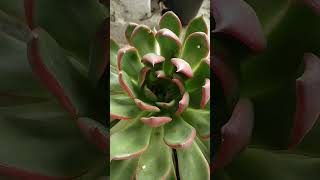 EcheveriaBeautiful Succulent❤ [upl. by Finstad]