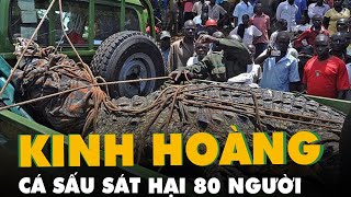 Kinh hoàng cá sấu khủng bố Osama sát hại 80 người [upl. by Urbas]