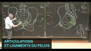 Anatomie des articulations du pelvis Pelvis 2 [upl. by Gaddi640]