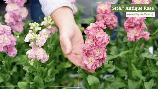 StoX® Series  Stock Matthiola [upl. by Teeter]