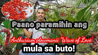 PAANO PARAMIHIN ANG Anthurium plowmanii Wave of Love [upl. by Noloc8]