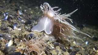 Giant Nudibranch vs Tube Anemone [upl. by Malim127]