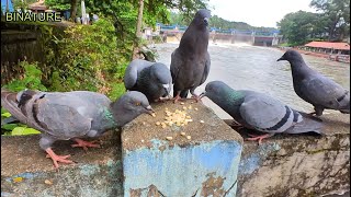 Pigeons fighting for food in a Dam Background Closeup [upl. by Gorlicki334]