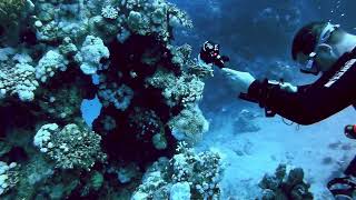 Marsa Alam Estate 2024 LionFish [upl. by Burdelle]