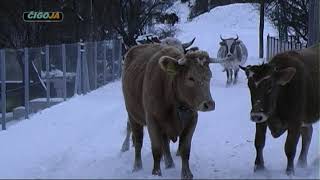 KRDO GOVEDA ZMAJA OD SIPOVA VRACA SE SA ISPASE ZIMA 2019 The best herd in Balkans Dragon of Sipovo [upl. by Beniamino240]