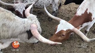 Learn some fun facts about Longhorns [upl. by Ayat629]