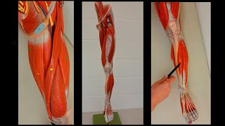 Muscles of the Leg and Thigh  Lower limb muscles  Anterior and Posterior [upl. by Hallock]