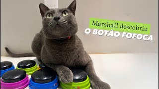 Marshall descobriu o botão FOFOCA 🤣gatos gatosengraçados gatofalante gatoquefala trigatos [upl. by Leuas]