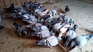 Odrobaczanie gołębi 2020🧫💊 Ostatnie przygotowania Deworming pigeons [upl. by Alrich431]