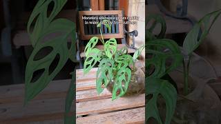 planting monstera adansonii purely in water from cuttings their roots grow rapidly jandabolong [upl. by Neelyar]