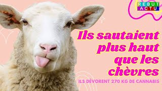 DES MOUTONS AFFAMÉS DÉVORENT PLUS DE 270KG DHERBE QUI FAIT RIRE [upl. by Enyr]