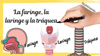 La FARINGE la LARINGE y la TRÁQUEA Sistema Respiratorio Humano [upl. by Aicac]