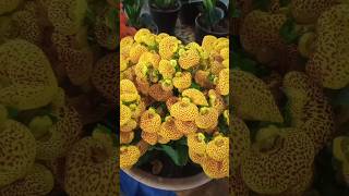 Calceolaria nature shortsfeed [upl. by Akerue]