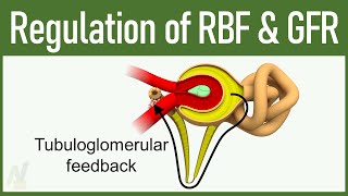 09 Regulation of GFR and RBF Glomerular Filtration Rate and Renal Blood Flow [upl. by Gaut]