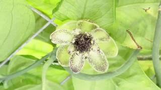 Austrobaileya scandens Flowering [upl. by Riddle]