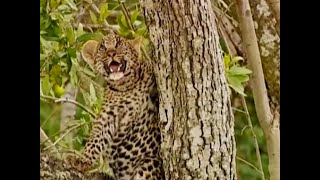 Leopard Cubs in the Tree Tops  Little Big Cat  BBC Earth [upl. by Chrotoem620]