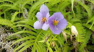 Binara plant Ginihiriya flower plant Exacum macranthum [upl. by Lamiv968]